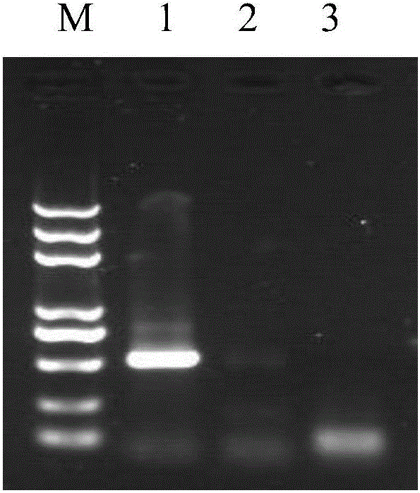 Molecular detection method of tea white scab leaves