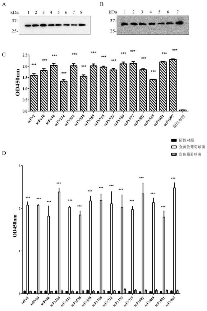 Fully human anti-Staphylococcus aureus α-hemolysin recombinant antibody