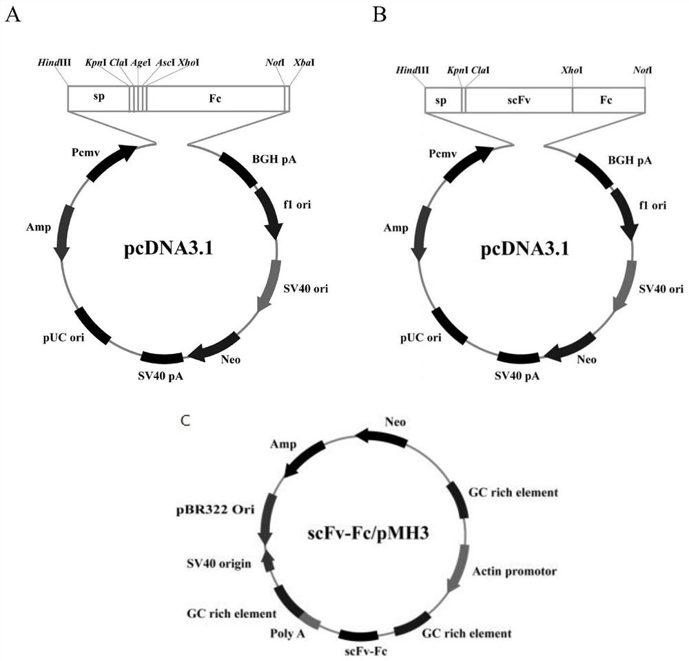 Fully human anti-Staphylococcus aureus α-hemolysin recombinant antibody