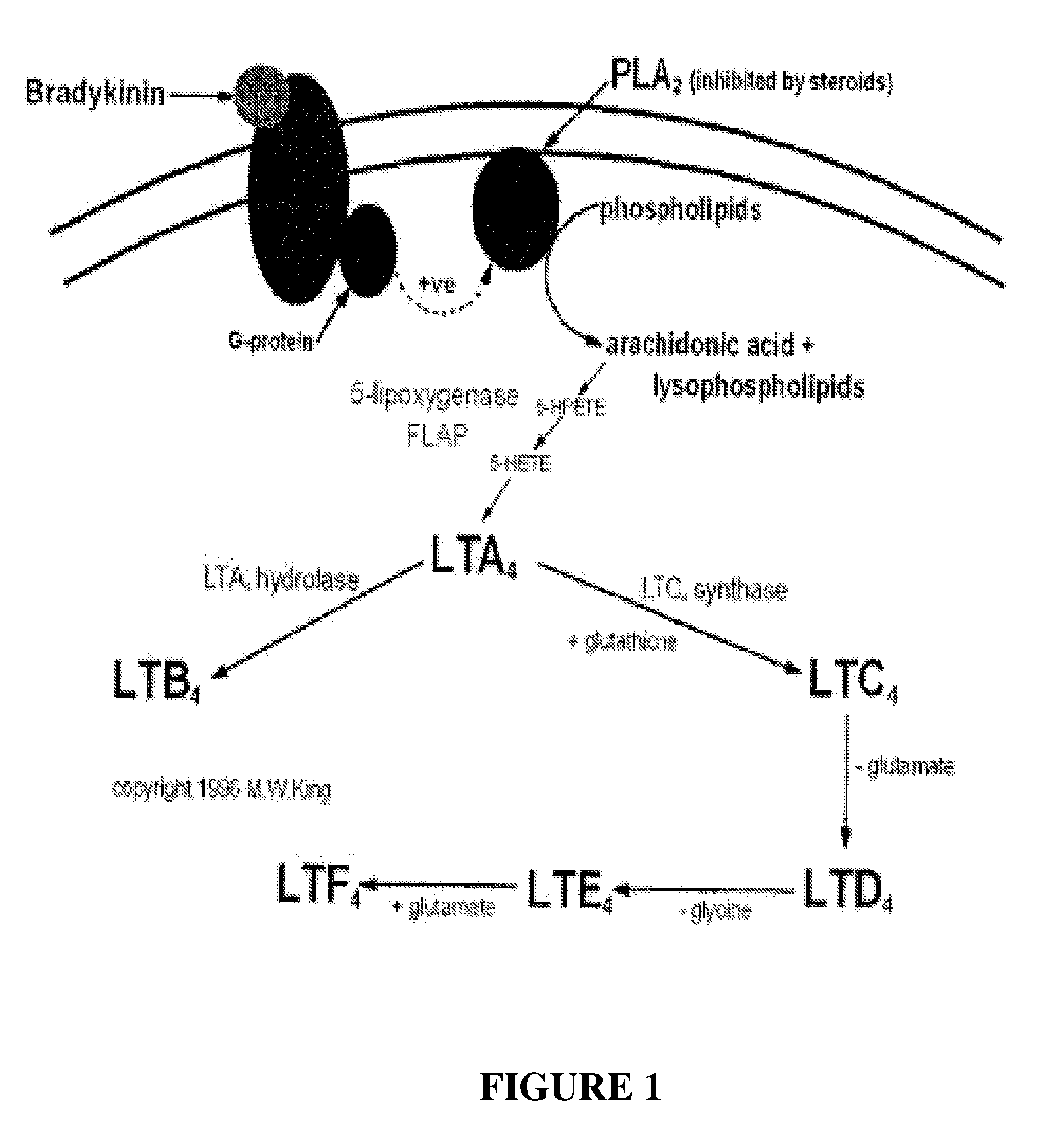 Compositions And Methods For Regulating Chondrocyte Proliferation In Bone Disorders