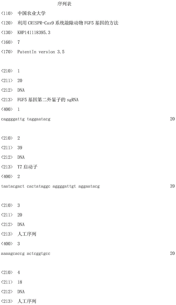 Method for knocking off animal FGF5 gene by using CRISPR-Cas9 system