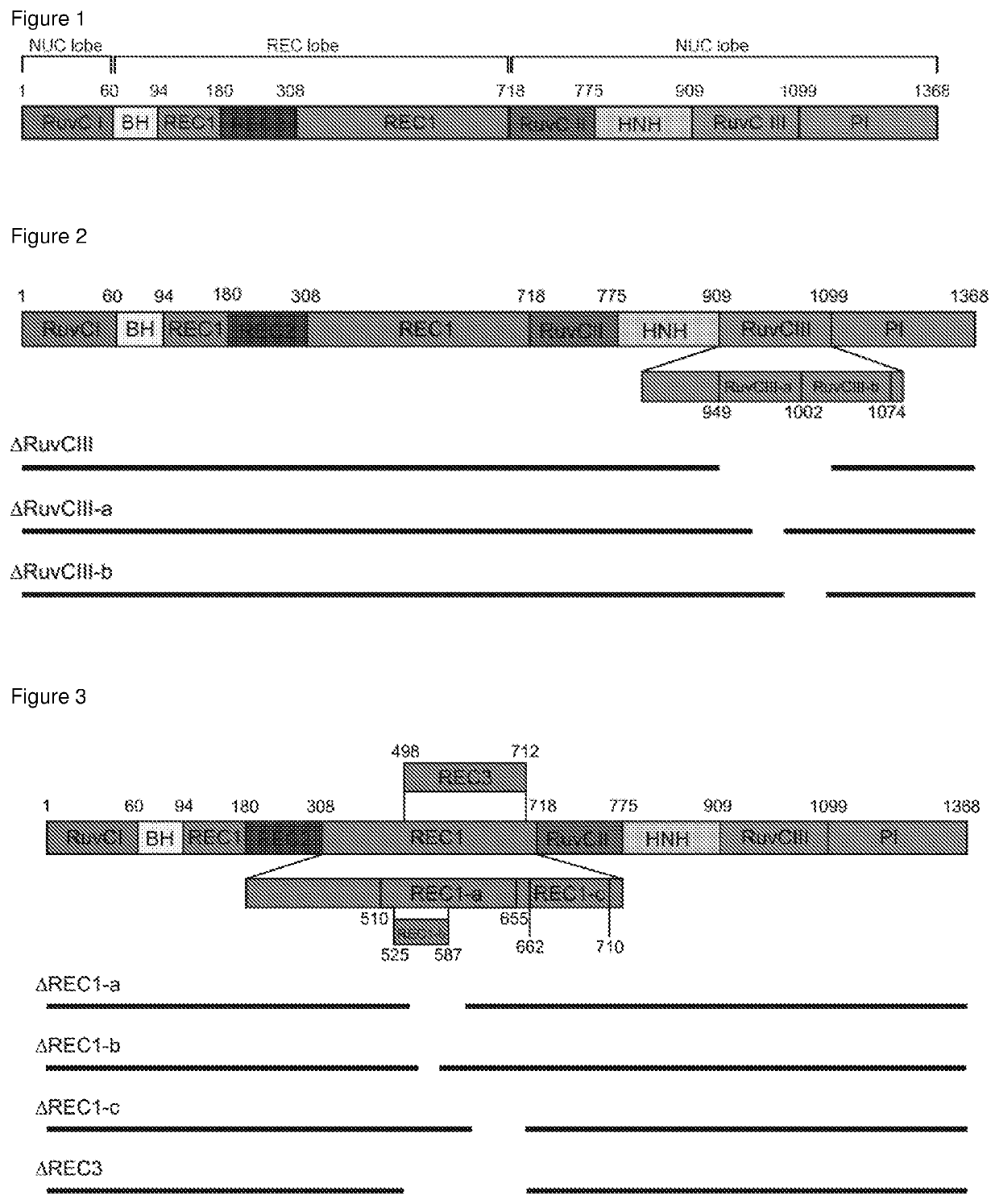 Truncated crispr-cas proteins for DNA targeting