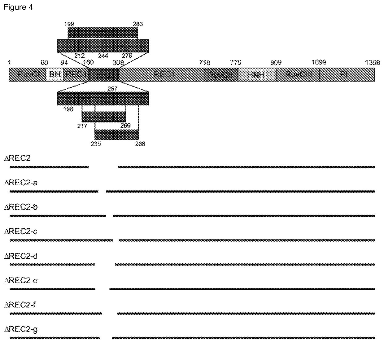 Truncated crispr-cas proteins for DNA targeting