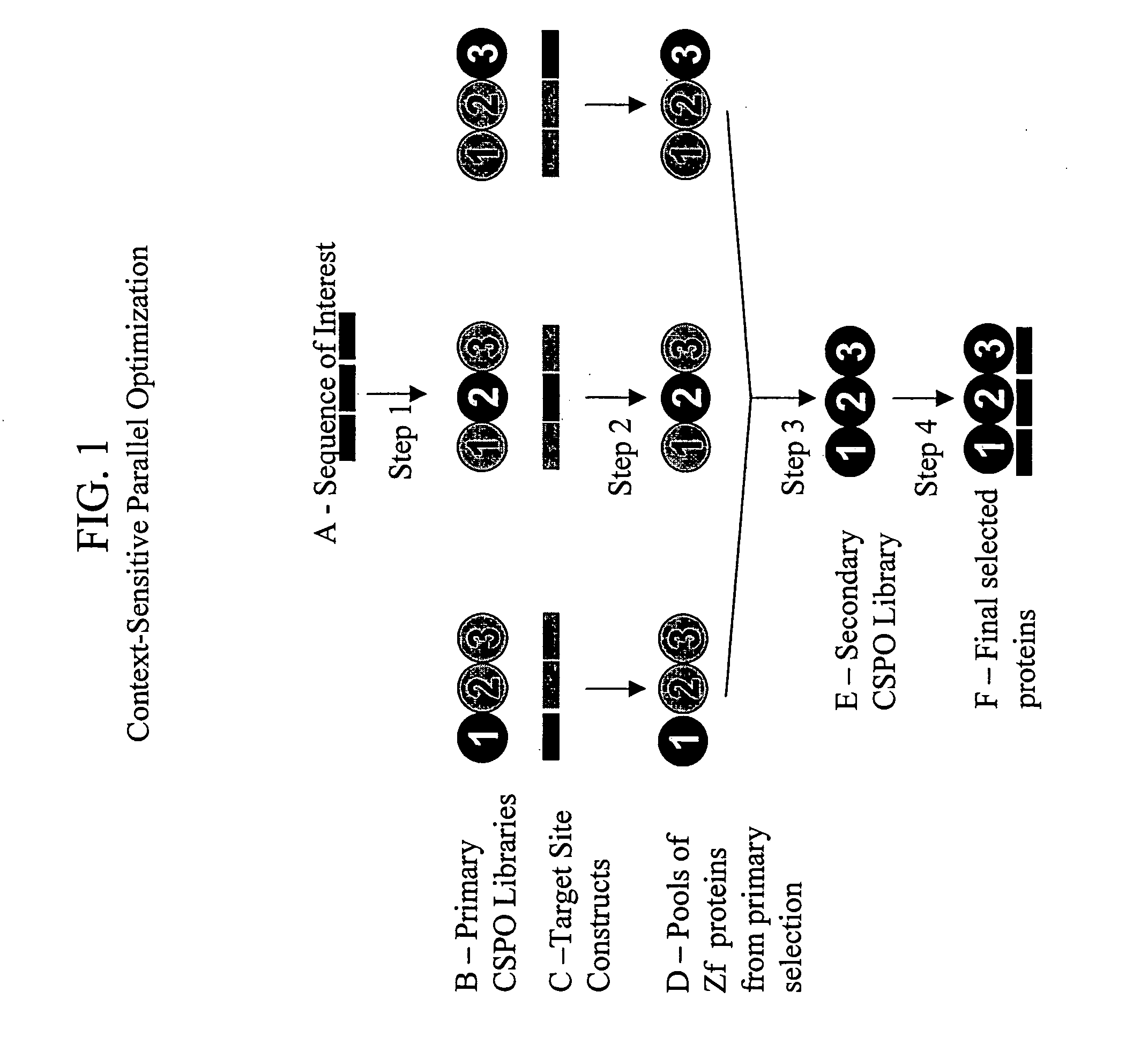 Context sensitive paralell optimization of zinc finger dna binding domains