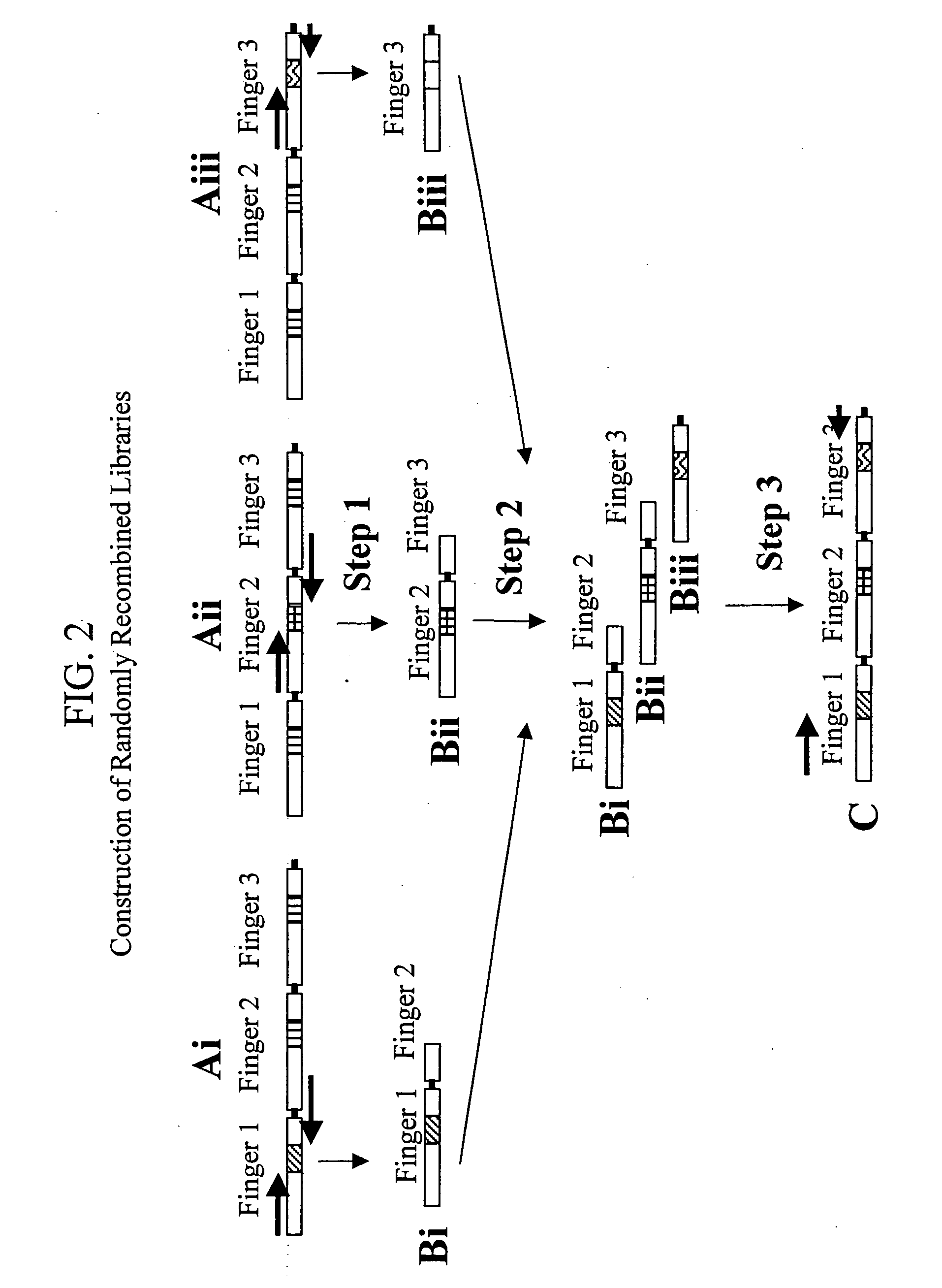 Context sensitive paralell optimization of zinc finger dna binding domains