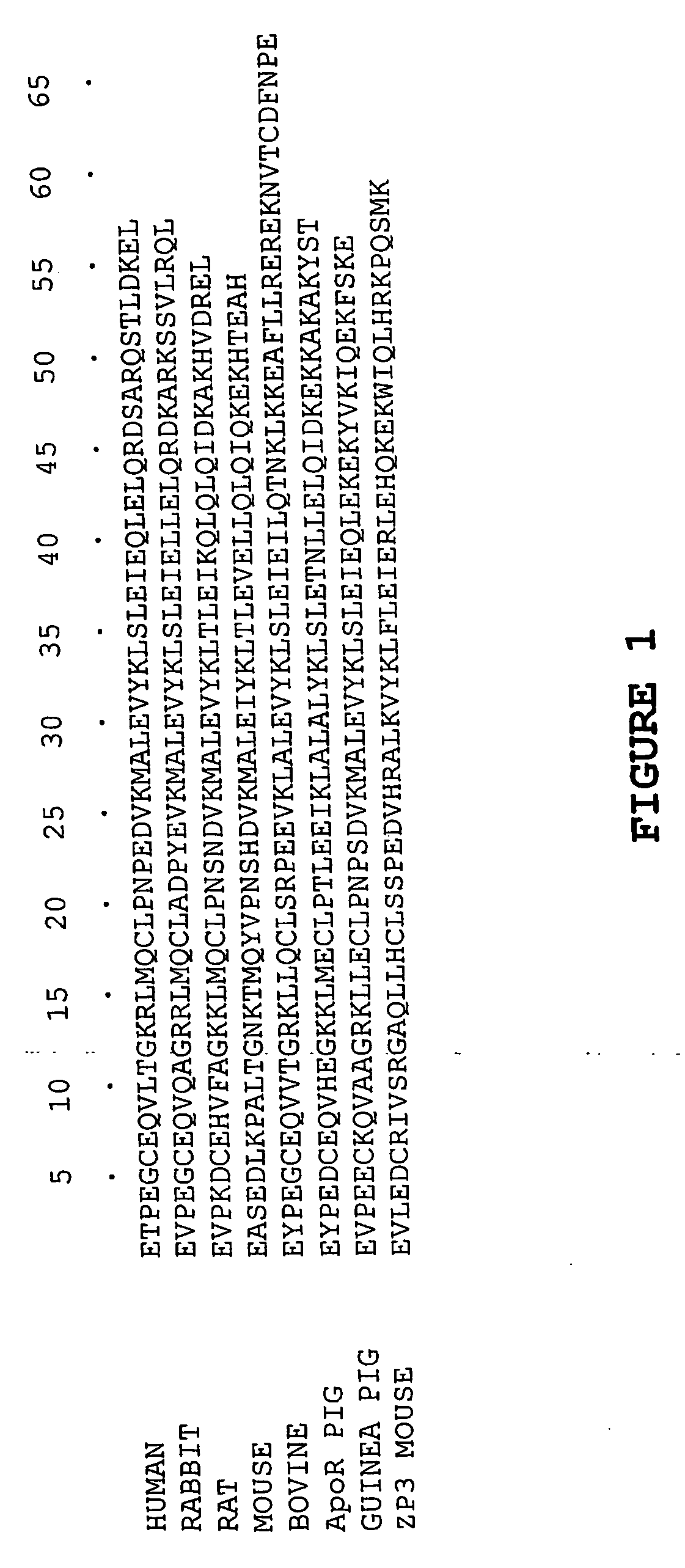 Multimeric complexes of antigens and adjuvants