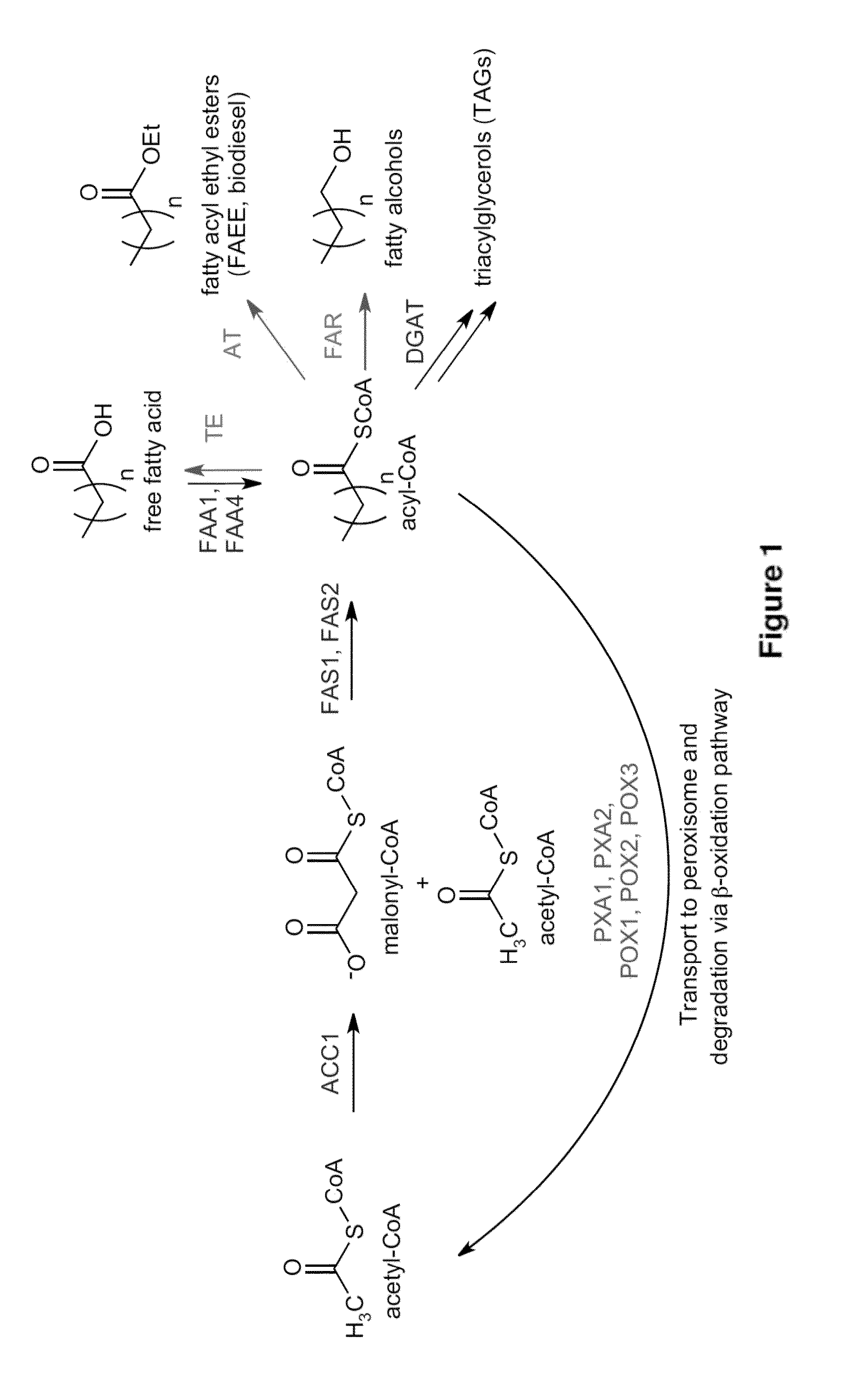 Yeast Cell Modified to Overproduce Fatty Acid and Fatty Acid-Derived Compounds