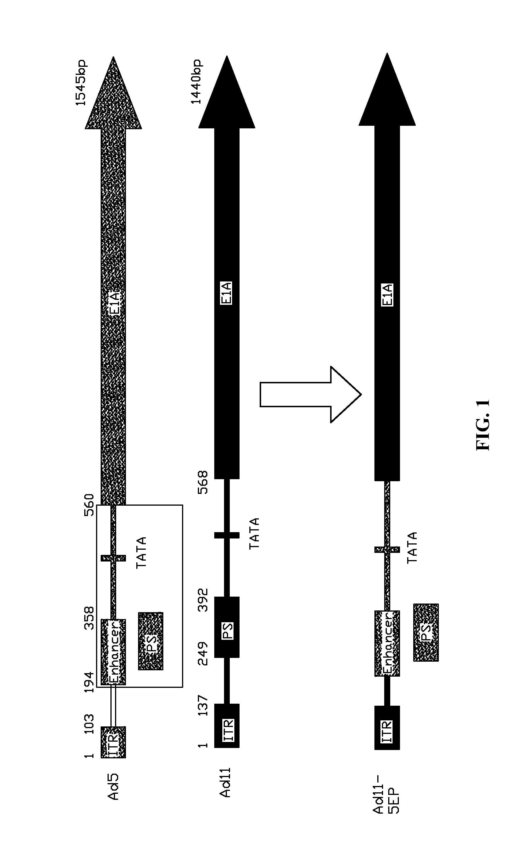 Subgroup b recombinant human adenovirus vector, and methods for constructing and for using the same