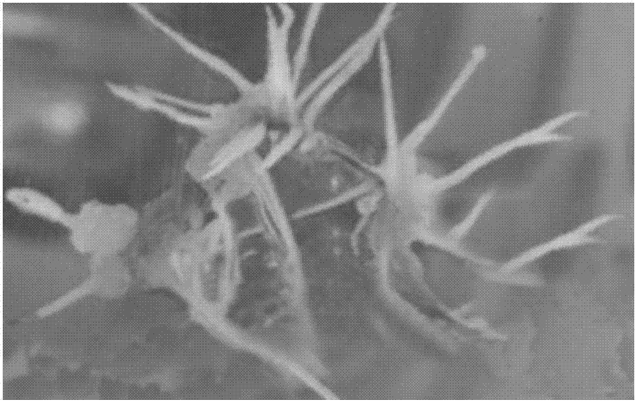 Method for improving hairy root induction efficiency and genetic transformation efficiency of bupleurum chinense, and application thereof