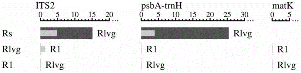 DNA barcode identification method of Isodon serra(Maxim.)Kudo and relative species