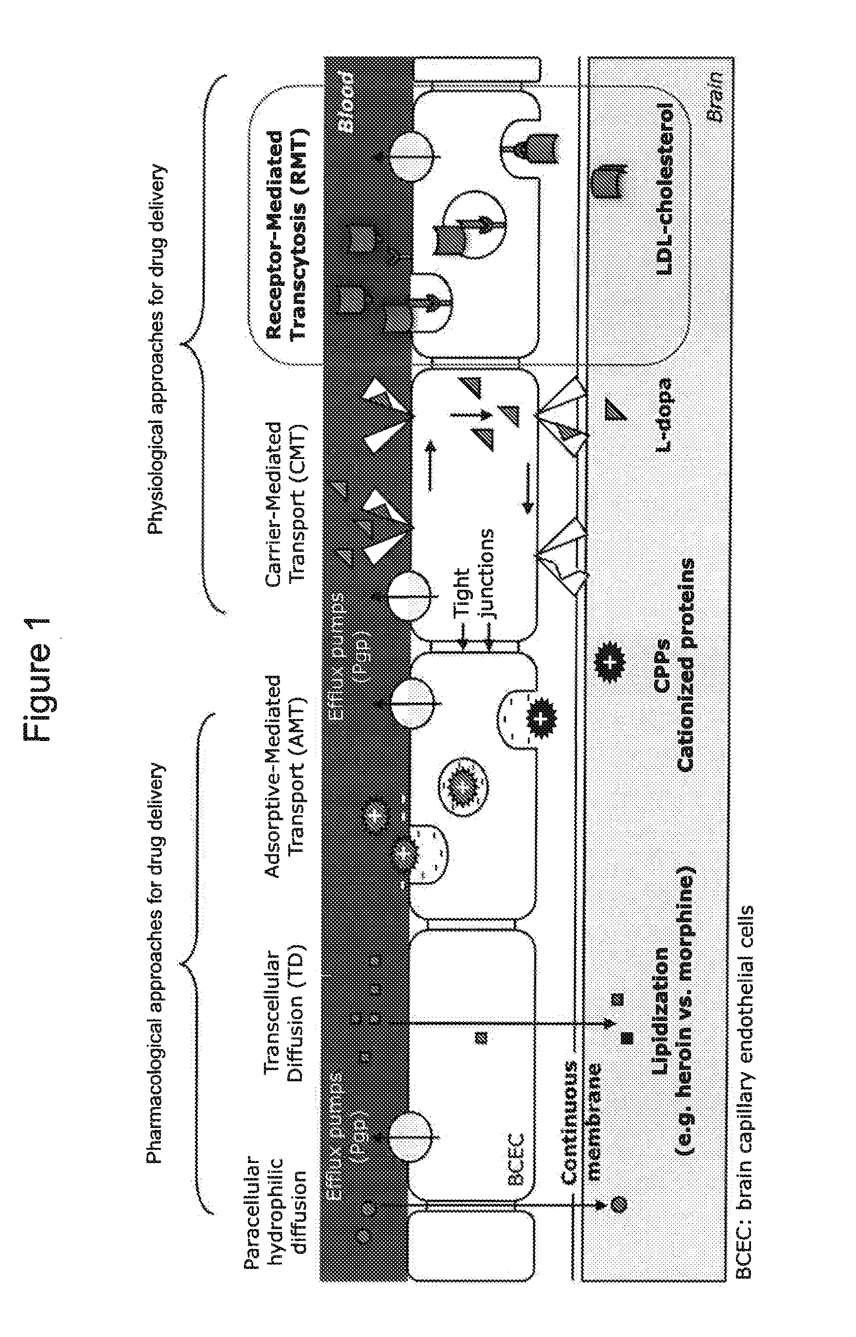 Peptide derivatives, preparation and uses thereof