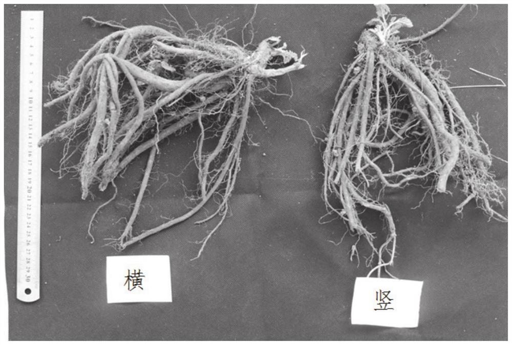 Salvia miltiorrhiza horizontal cultivation method