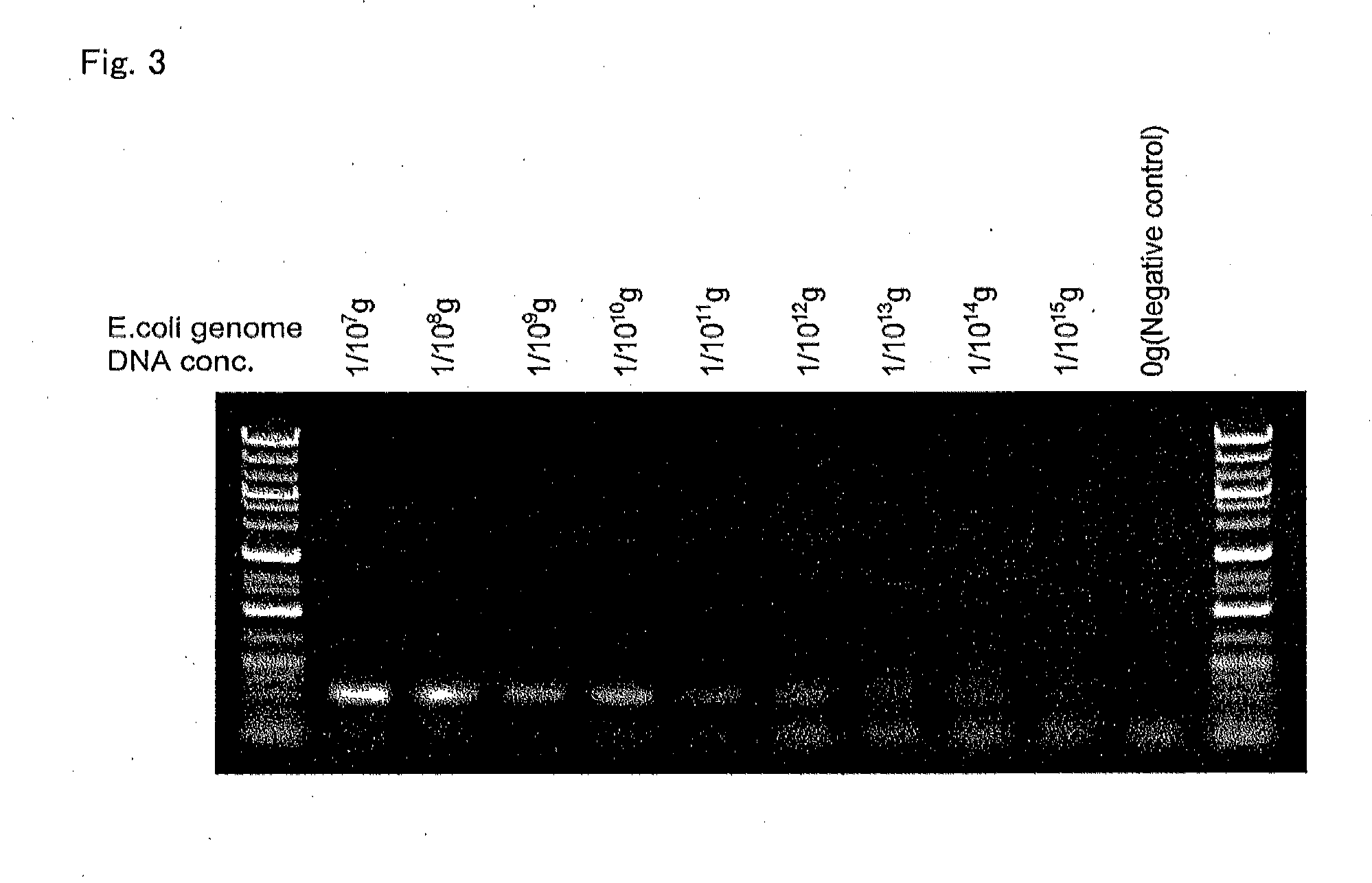 Enzyme preparation containing thermostable DNA polymerase, method for producing same, and method for detecting subject organism to be detected