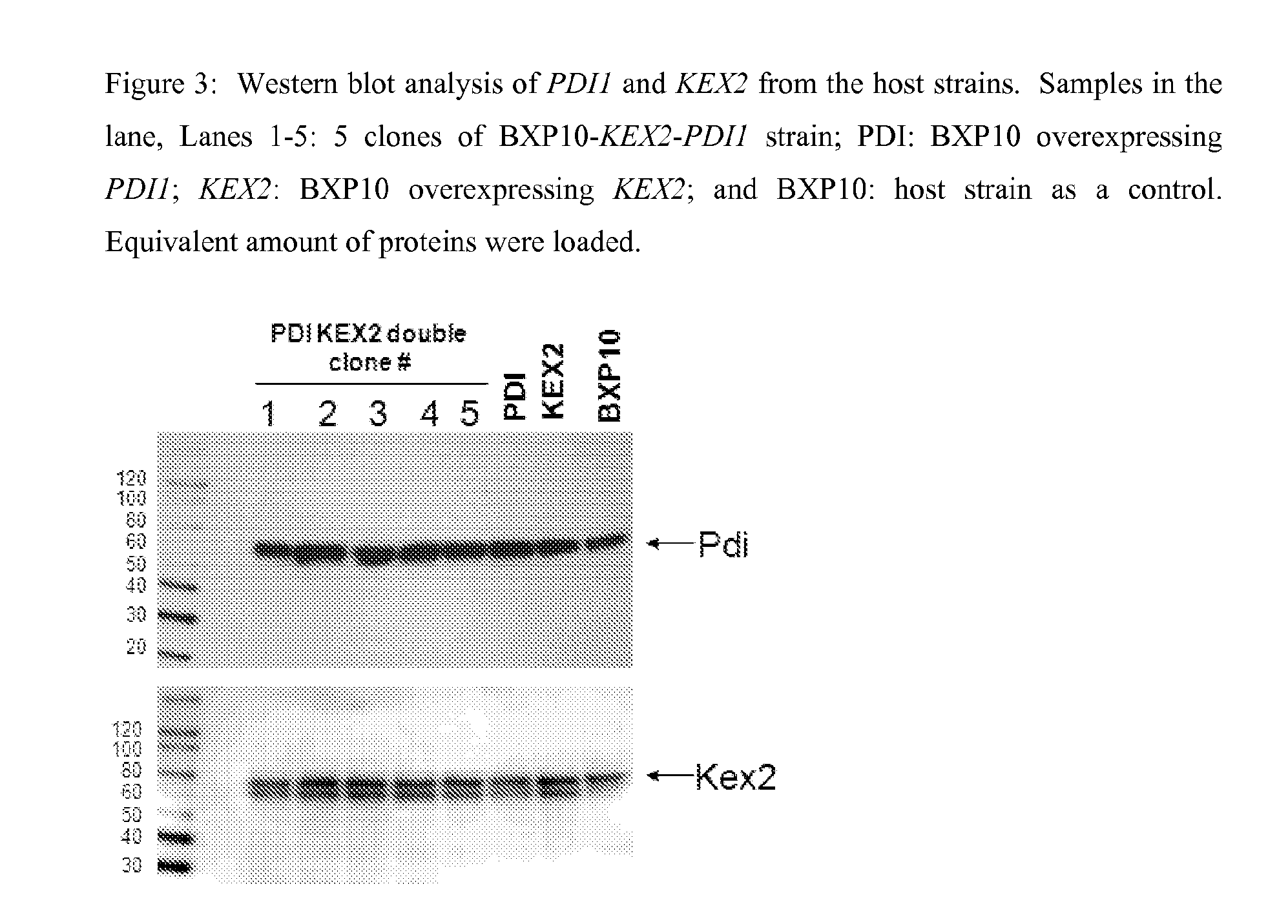 Host cells and methods of use