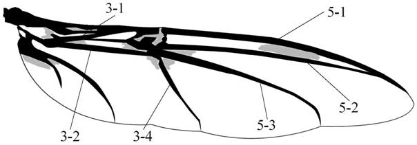 Folding wing based on CyrtotrachelusbuquetiGuer rear wing folding and unfolding mechanism