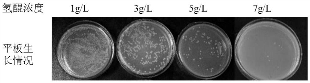 A kind of production method of high optical purity α-arbutin and high adhesiveness dextran