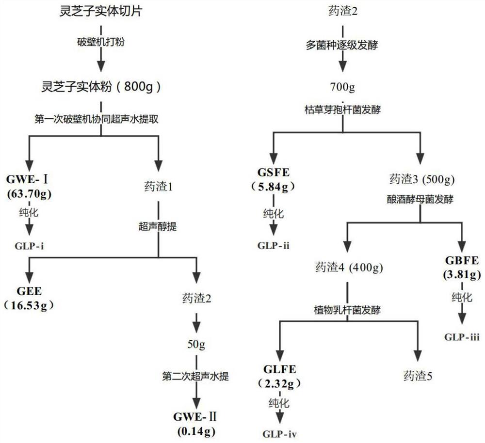 Fermentation extraction method of ganoderan, ganoderan composition and application of ganoderan composition