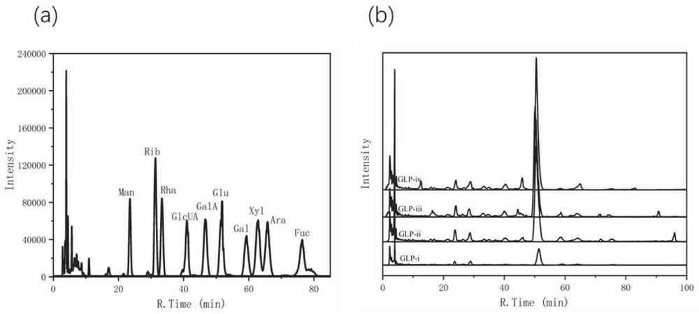 Fermentation extraction method of ganoderan, ganoderan composition and application of ganoderan composition