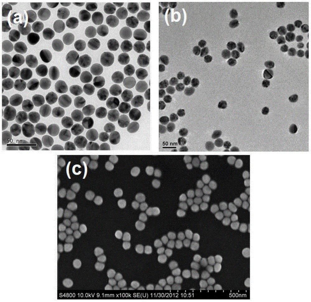 Spheroidal gold particle and step-by-step rapid synthesis method thereof