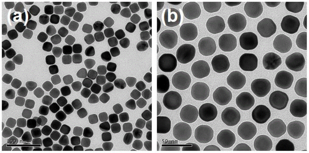 Spheroidal gold particle and step-by-step rapid synthesis method thereof