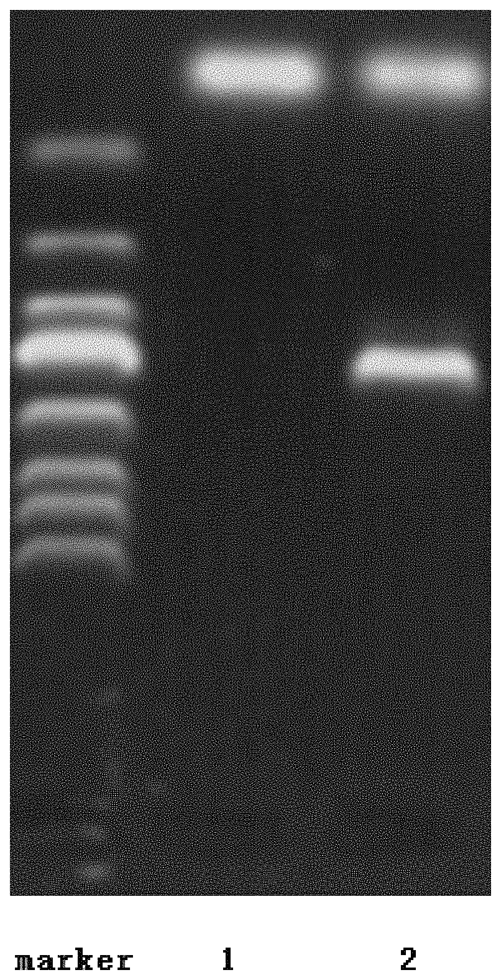 Method for direct transformation of exogenous DNA into resting spores of <i>Penicillium amagasakiense</i>