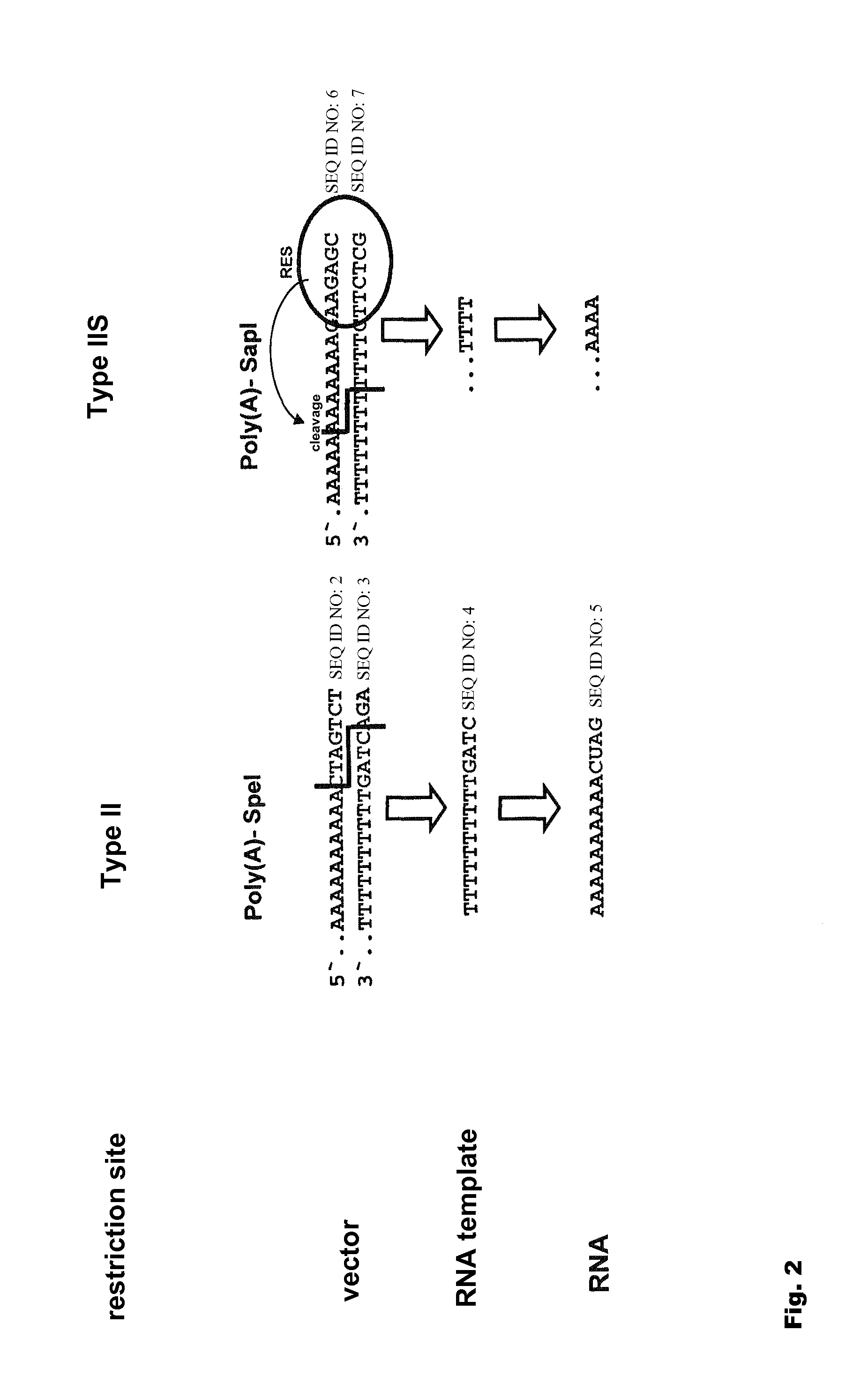 Modification of RNA, producing an increased transcript stability and translation efficiency