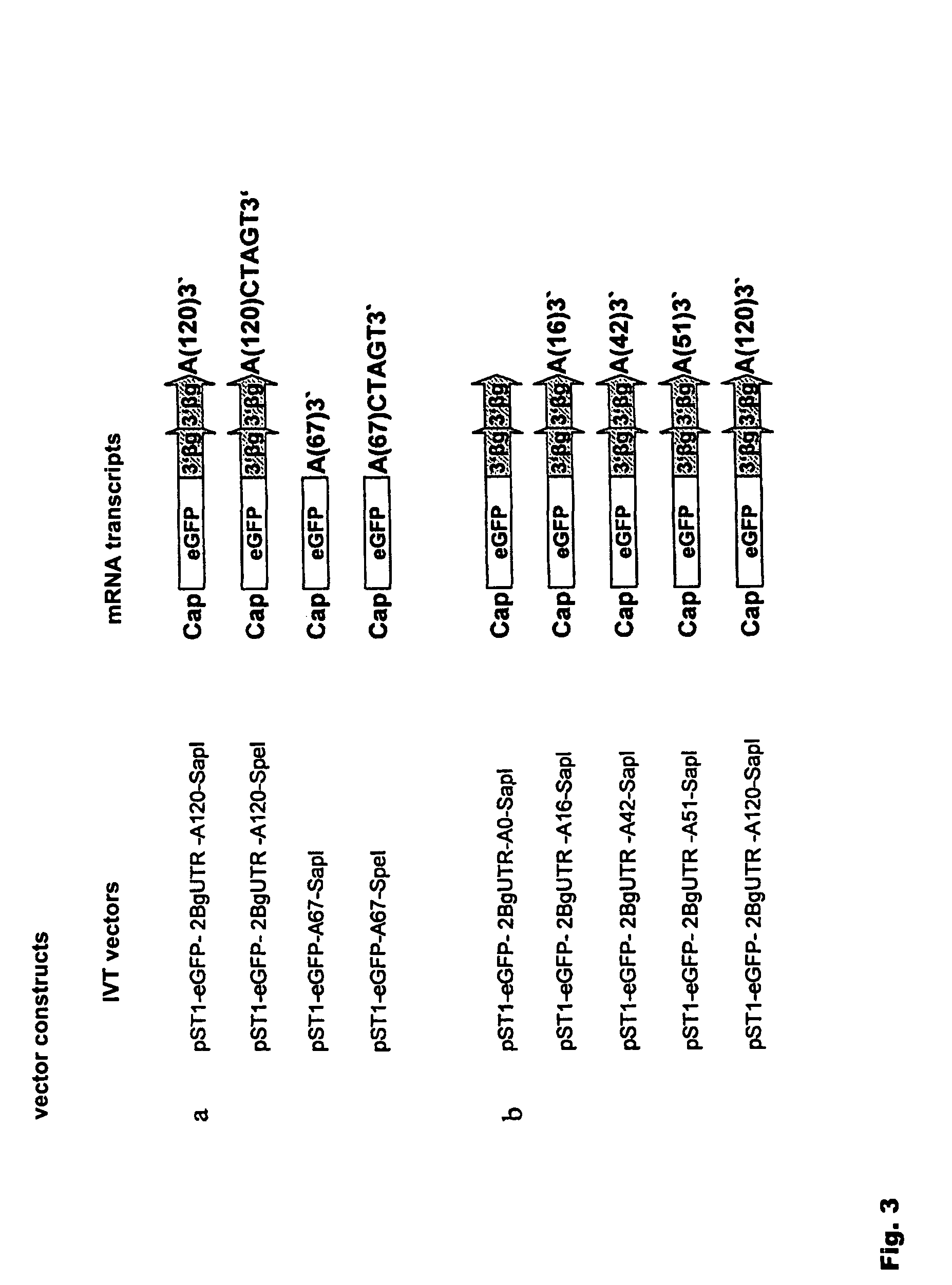 Modification of RNA, producing an increased transcript stability and translation efficiency