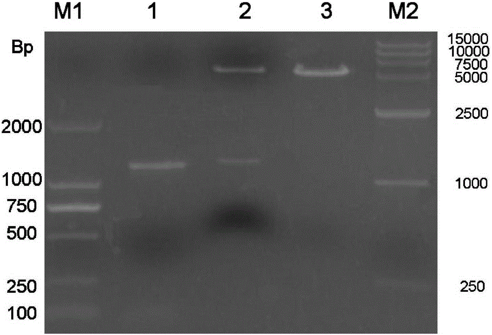 ELISA kit for detection of liver fluke IgG4 antibody and preparation method thereof