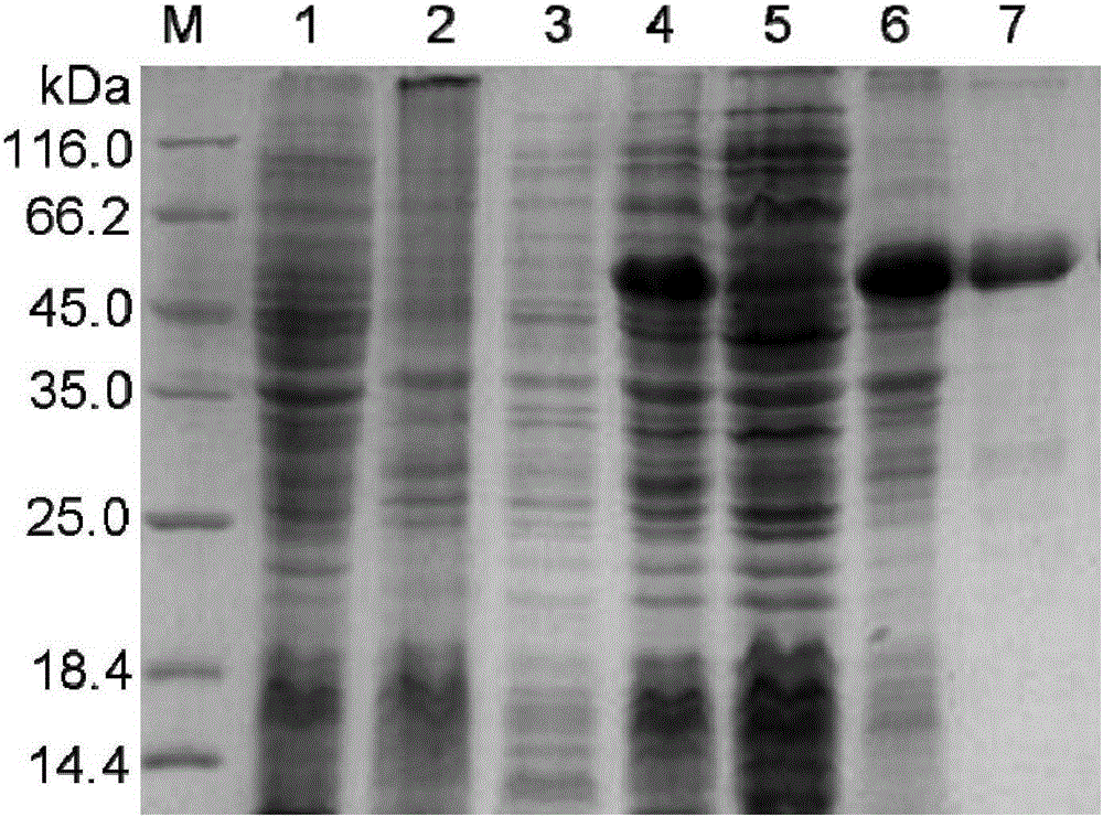 ELISA kit for detection of liver fluke IgG4 antibody and preparation method thereof