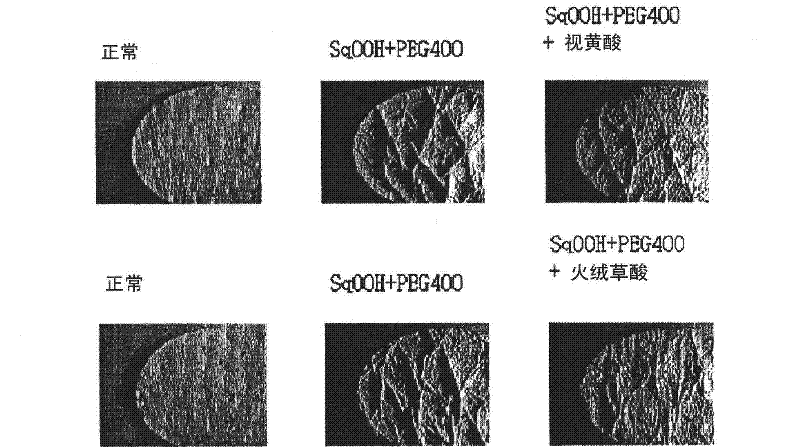 Anti-wrinkle cosmetic skin composition containing leontopodic acid as an active ingredient