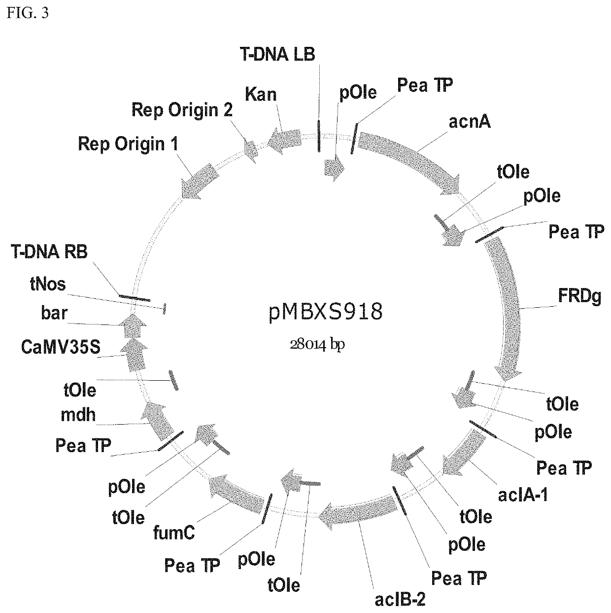 Plants with enhanced yield and methods of construction