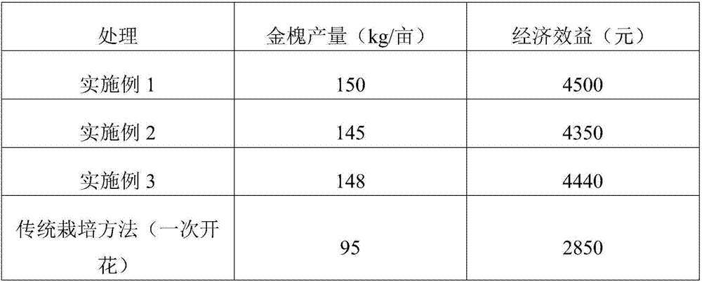 Cultivation method for prompting second bloom of gold Sophora japonica L.