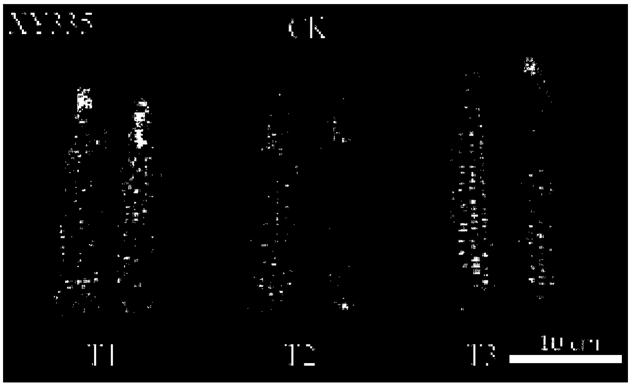 Amino acid liquid fertilizer and application thereof in corn planting