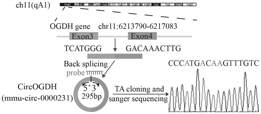 Application of circular RNA CircOGDH as acute ischemic stroke treatment target