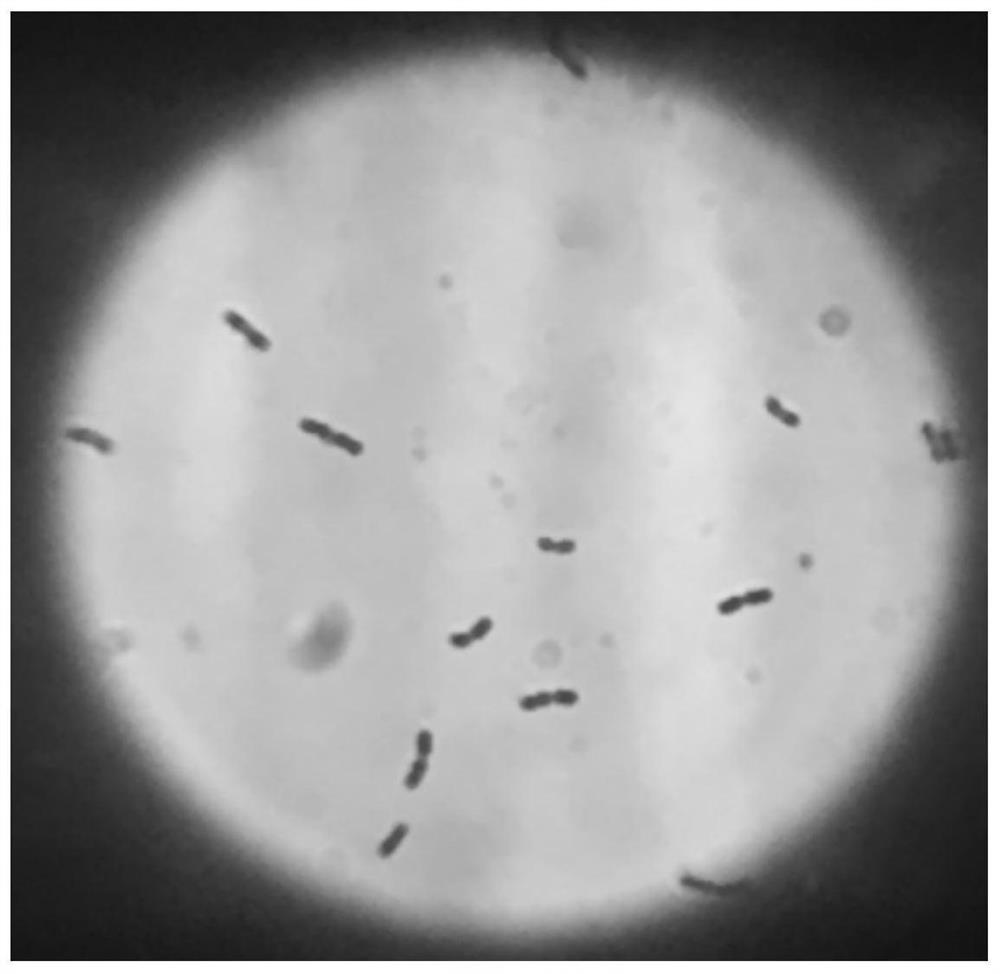 An ethanol-tolerant Lactobacillus plantarum and its application in fermented food