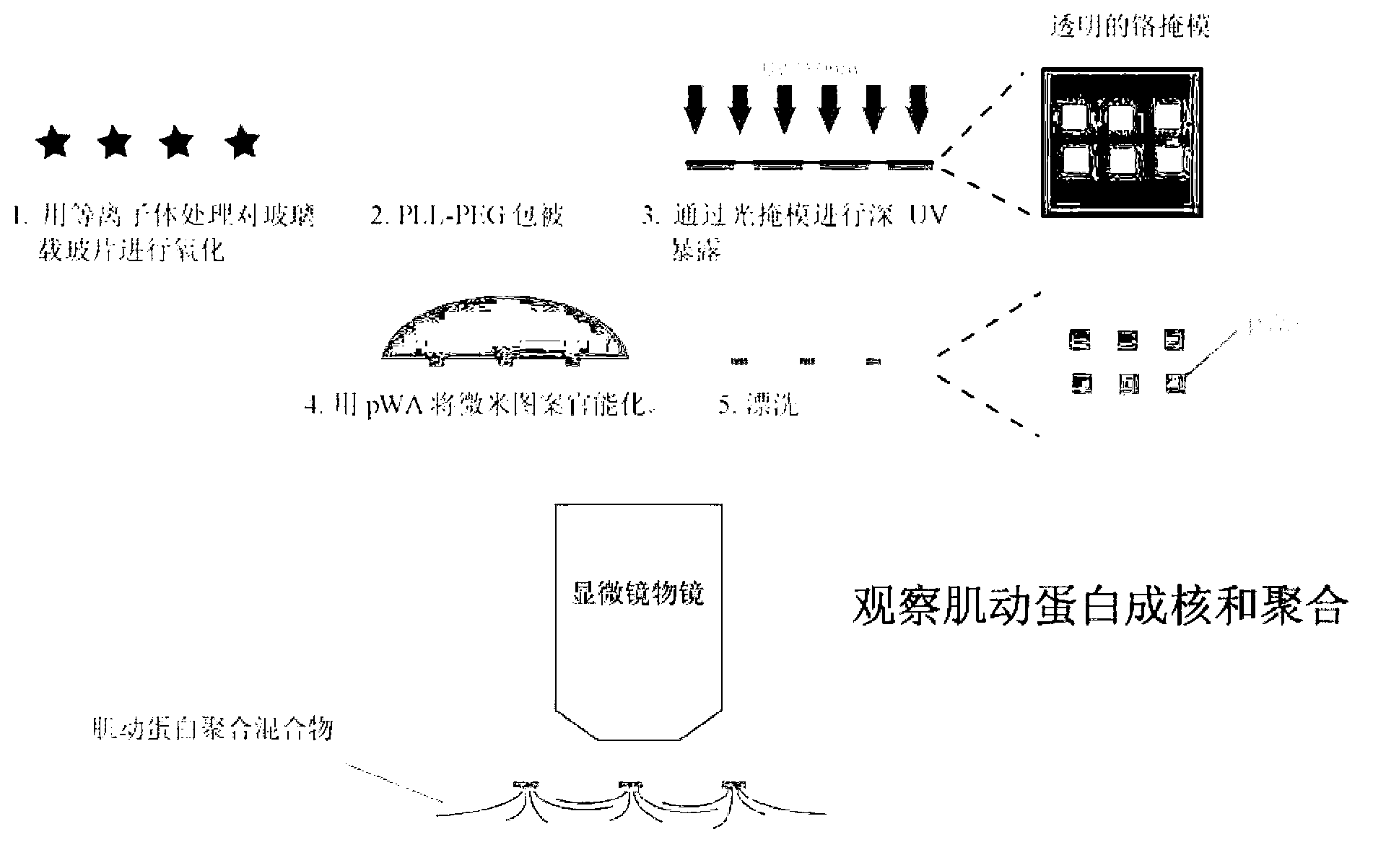 Devices and methods for controlling actin filaments growth and organization using micropatterned nucleation sites