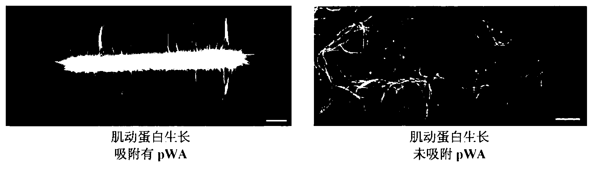 Devices and methods for controlling actin filaments growth and organization using micropatterned nucleation sites