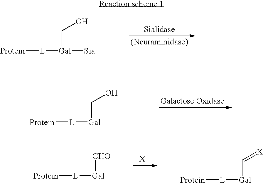 Use of galactose oxidase for selective chemical conjugation of protractor molecules to proteins of therapeutic interest