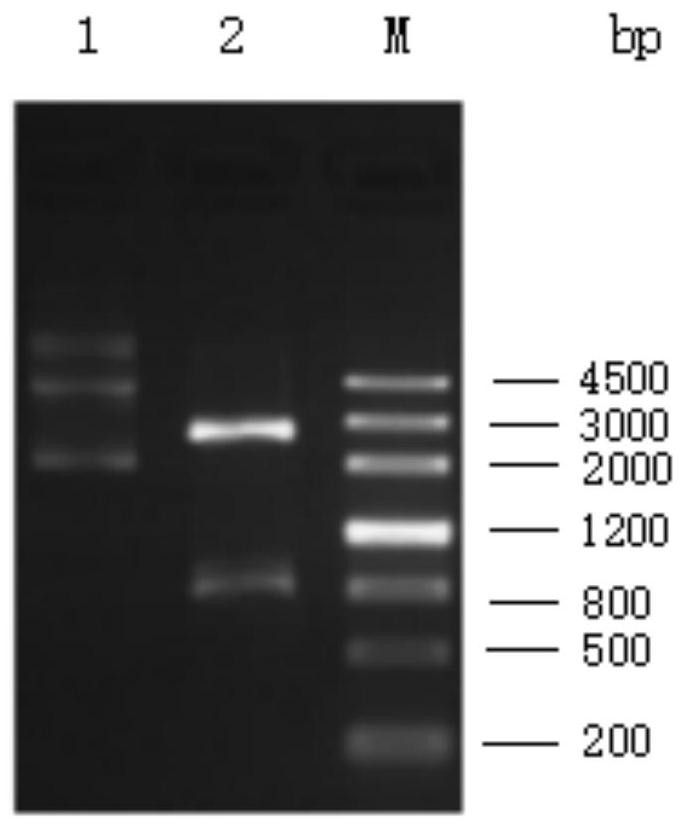 RNA probe for detecting novel coronavirus 2019-nCOV as well as preparation method and application thereof