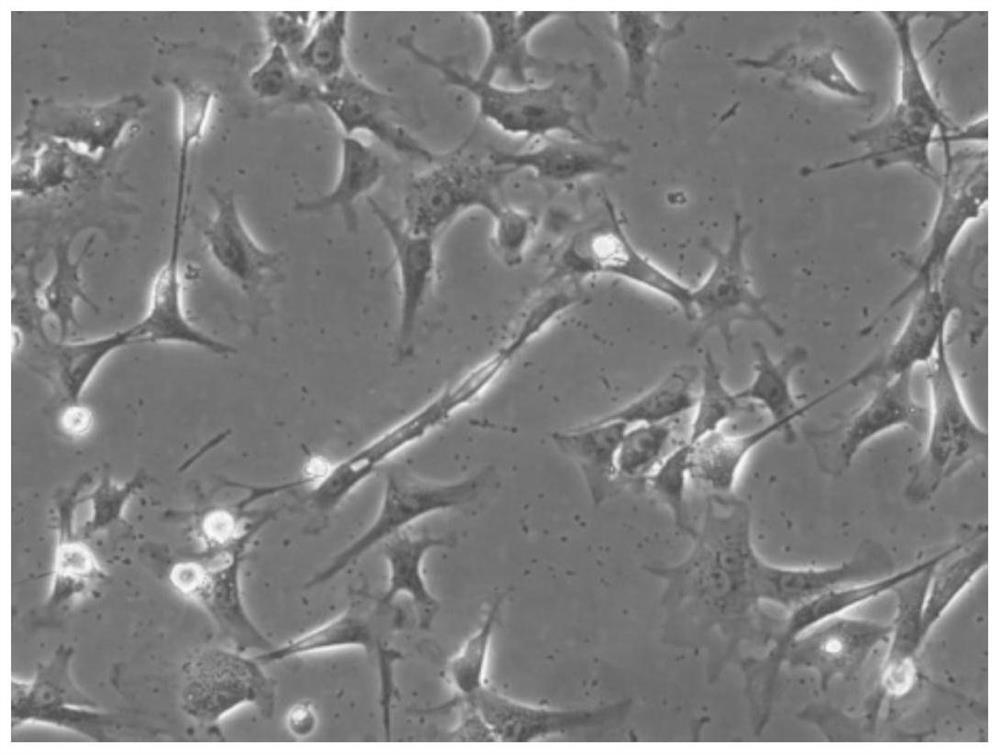 A method for isolating and culturing naked mole rat skeletal muscle myoblasts