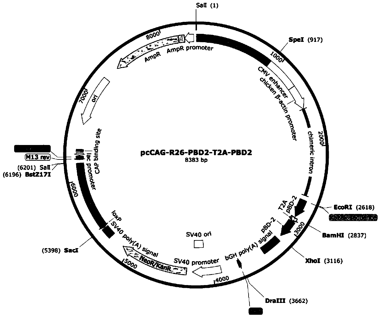 Marking-free porcine beta-alexin 2 gene fixedpoint knock-in plasmid vector and application thereof