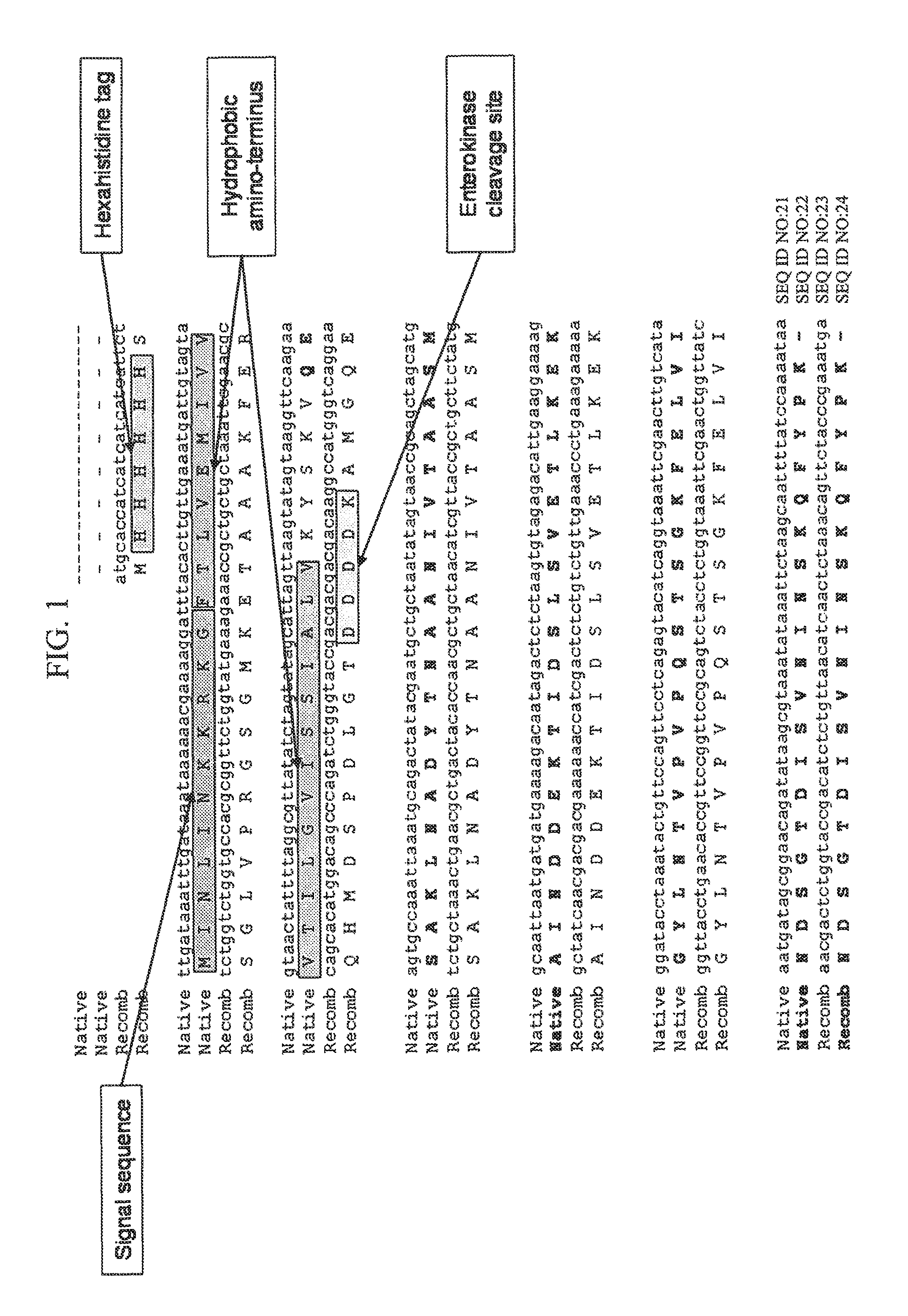 Engineered type IV pilin of <i>Clostridium difficile </i>