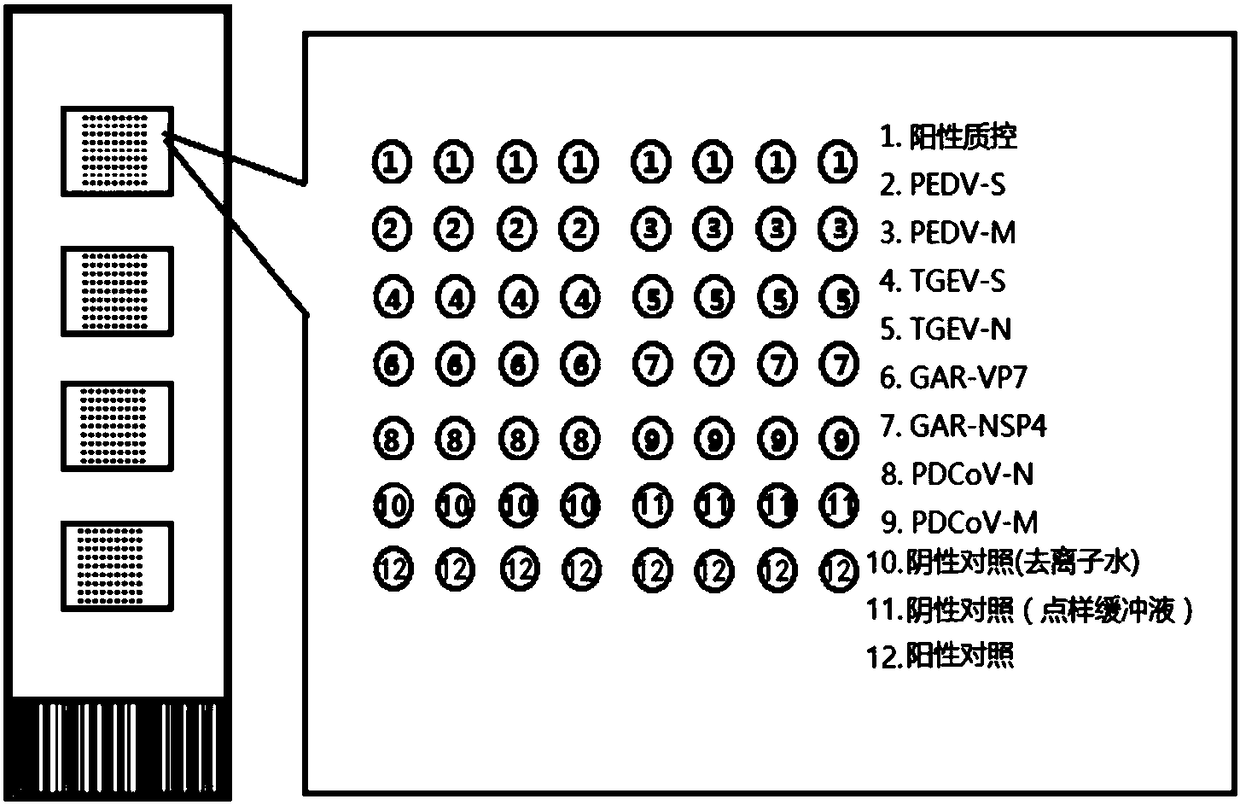 Oligonucleotide chip for synchronous detection of four porcine diarrhea viruses, and application of oligonucleotide chip