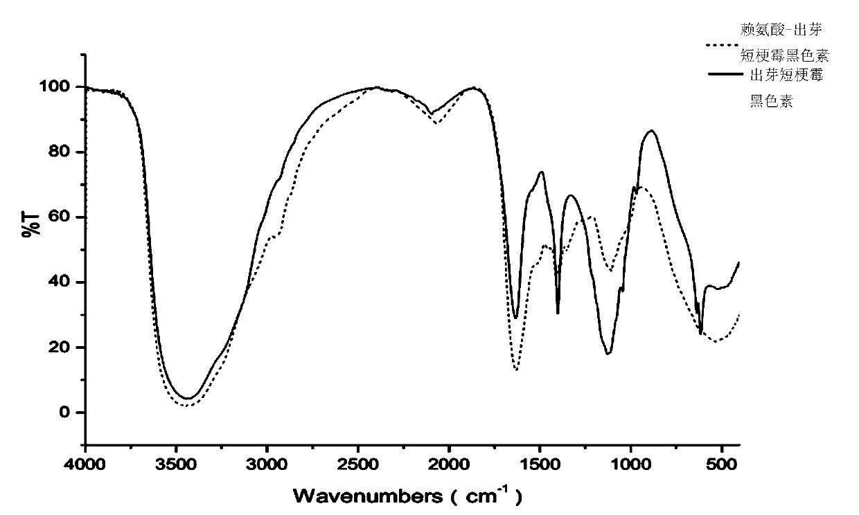 A kind of lysine-Aureobasidium pullulans melanin biological hair dye and preparation method thereof