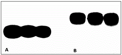 Epoxide sterol composition, and preparation and application thereof