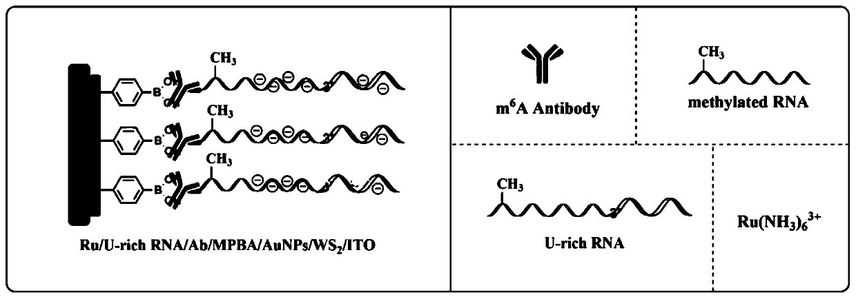 Photoelectrochemical sensor for detecting methylated RNA and detection method thereof