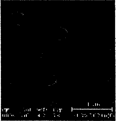 Prepn of nano zeolite molecular sieve assembly for affinity separation of protein molecules