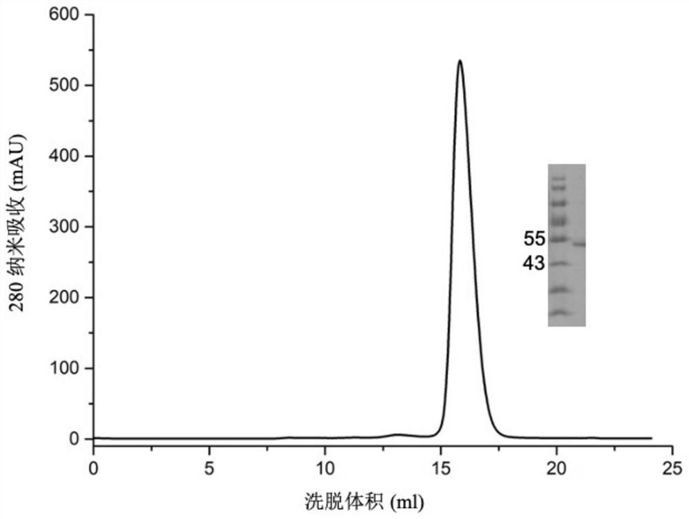 Human monoclonal antibody specifically binding to envelope protein Gn of severe fever with thrombocytopenia syndrome virus and application thereof