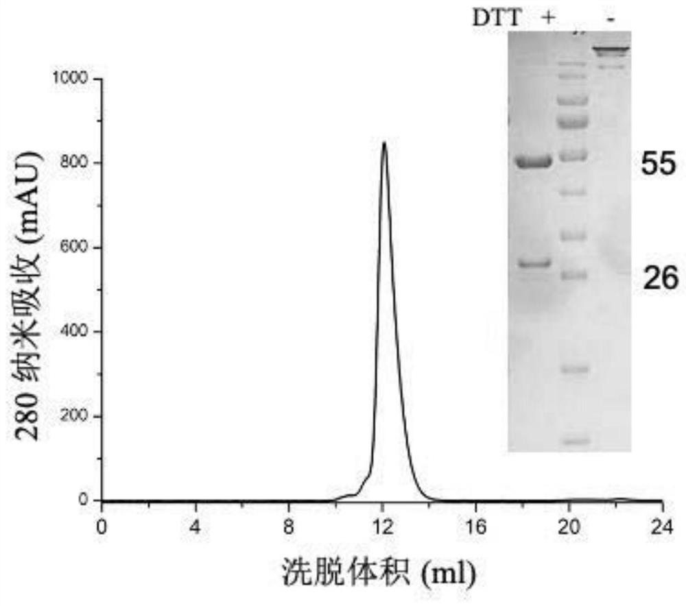 Human monoclonal antibody specifically binding to envelope protein Gn of severe fever with thrombocytopenia syndrome virus and application thereof