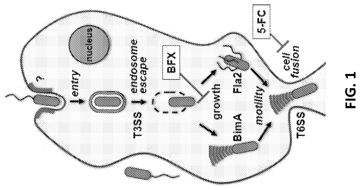 Discovery of novel Anti-infectives for gram negative pathogens